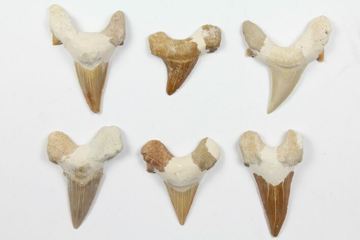 Lot - Fossil Otodus Shark Teeth (Restored) - Pieces #96660